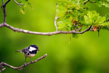 Sevimli küçük kuş. Doğa arka planı. Park, bahçe orman kuşu: Kömür meyonu. 