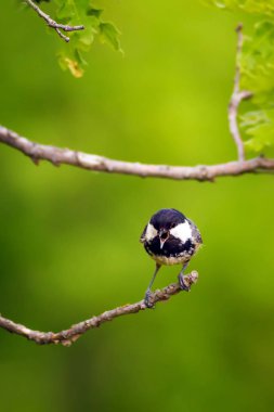 Sevimli küçük kuş. Doğa arka planı. Park, bahçe orman kuşu: Kömür meyonu. 