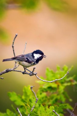Sevimli küçük kuş. Doğa arka planı. Park, bahçe orman kuşu: Kömür meyonu. 