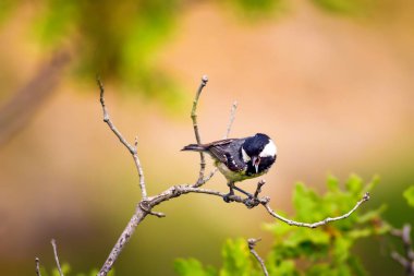 Sevimli küçük kuş. Doğa arka planı. Park, bahçe orman kuşu: Kömür meyonu. 
