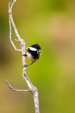 Sevimli küçük kuş. Doğa arka planı. Park, bahçe orman kuşu: Kömür meyonu. 