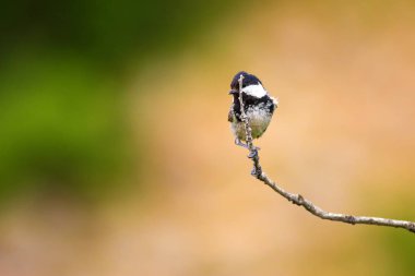 Sevimli küçük kuş. Doğa arka planı. Park, bahçe orman kuşu: Kömür meyonu. 
