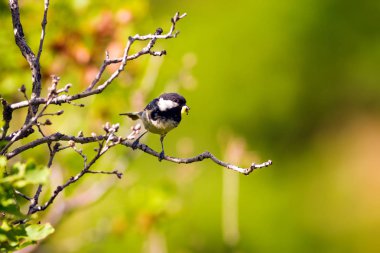 Sevimli küçük kuş. Doğa arka planı. Park, bahçe orman kuşu: Kömür meyonu. 