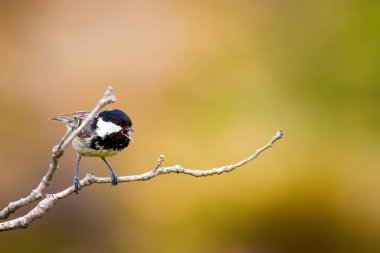 Sevimli küçük kuş. Doğa arka planı. Park, bahçe orman kuşu: Kömür meyonu. 