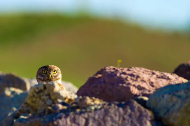 Küçük baykuş. Doğa habitat arka plan.