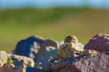Küçük baykuş. Doğa habitat arka plan.