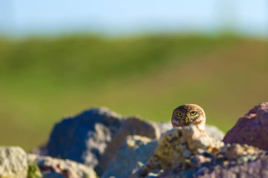 Küçük baykuş. Doğa habitat arka plan.