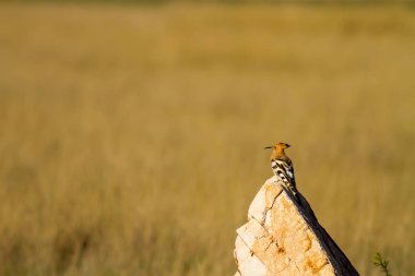 Sevimli kuş çemberi. Sarı doğa arka planı. Avrasya Çemberi. Upupa epops.