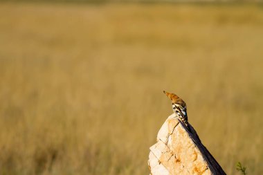 Sevimli kuş çemberi. Sarı doğa arka planı. Avrasya Çemberi. Upupa epops.