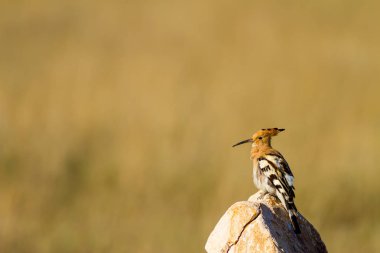 Sevimli kuş çemberi. Sarı doğa arka planı. Avrasya Çemberi. Upupa epops.