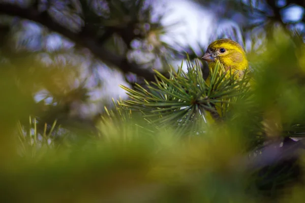 Sevimli Kuş Avrupa Greenfinch Klor Klor Yeşil Doğa Arka Planı — Stok fotoğraf