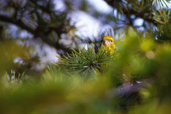 Ładny Ptak Europejskiej Greenfinch Chloris Chloris Zielone Tło Przyrodnicze — Zdjęcie stockowe