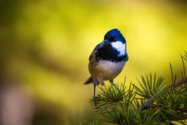 Lindo Pajarito Fondo Naturaleza Parque Jardín Bosque Pájaro Teta Carbón — Foto de Stock