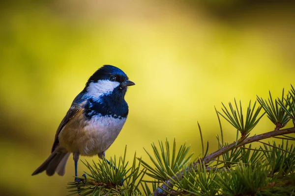 Schattige Kleine Vogel Natuur Achtergrond Park Tuin Bos Vogel Kolen — Stockfoto