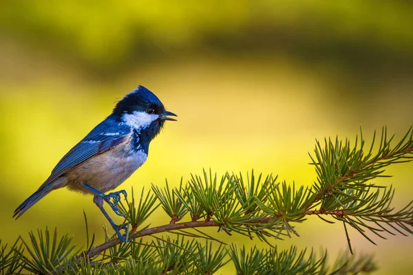 かわいい鳥自然の背景 庭の森の鳥 石炭のティット — ストック写真