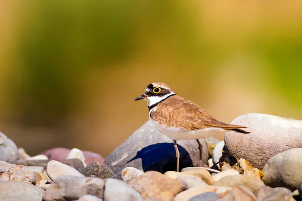 自然と鳥かわいい水鳥カラフルな自然の背景 コモンリングプラバー — ストック写真