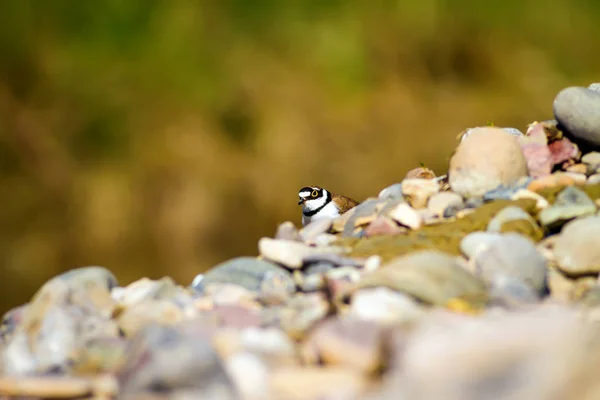 Природа Птица Милая Маленькая Птичка Красочный Природный Фон Bird Common — стоковое фото