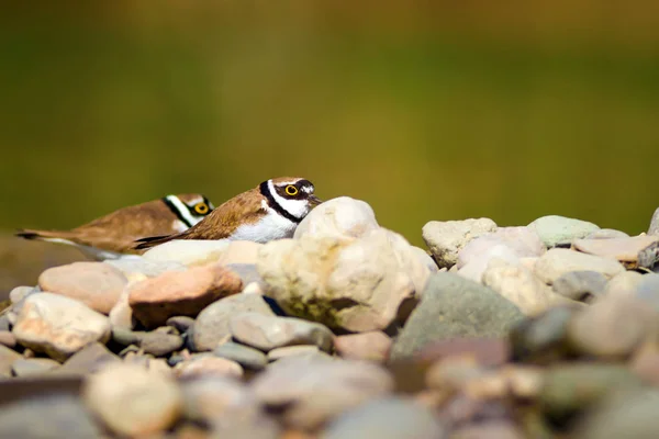 Natur Och Fågel Söt Liten Vatten Fågel Färgstark Natur Bakgrund — Stockfoto