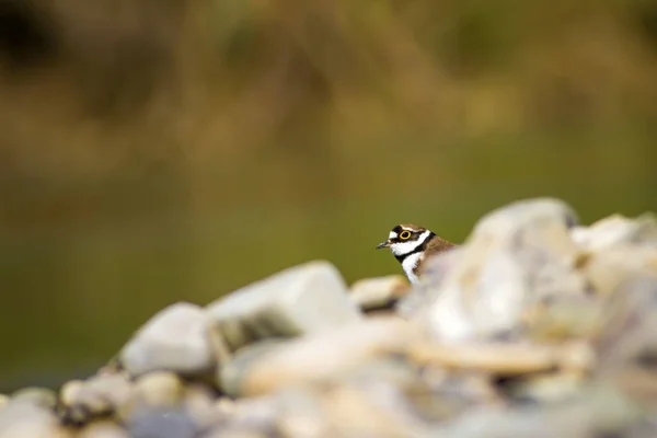 自然と鳥かわいい水鳥カラフルな自然の背景 コモンリングプラバー — ストック写真