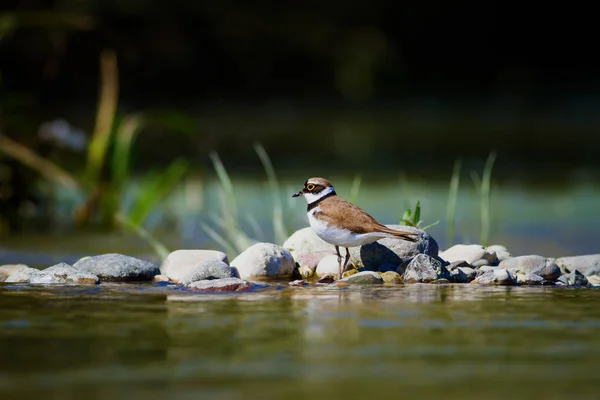 Nature and bird. Cute little water bird. Colorful nature background. Bird: Common Ringed Plover.