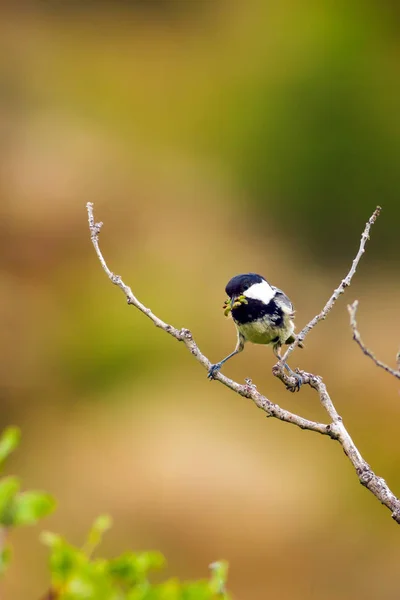 かわいい鳥自然の背景 庭の森の鳥 石炭のティット — ストック写真