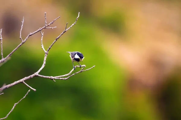 Söt Liten Fågel Natur Bakgrund Park Trädgård Skog Fågel Kolmes — Stockfoto