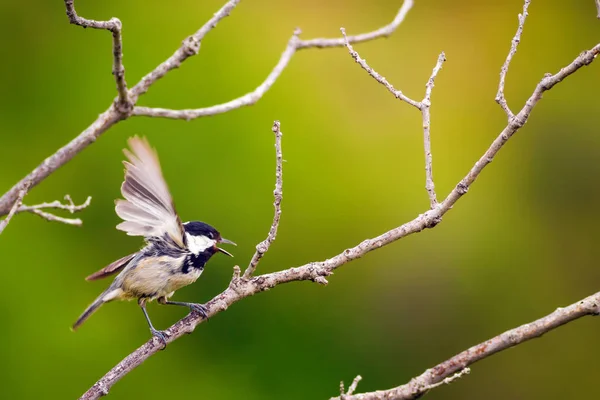 かわいい鳥自然の背景 庭の森の鳥 石炭のティット — ストック写真