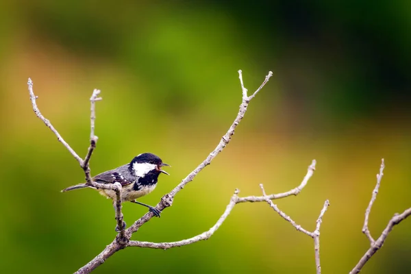 可爱的小鸟自然背景 花园森林鸟 — 图库照片