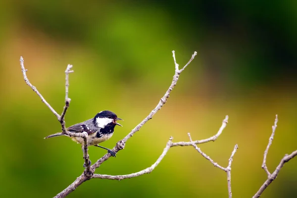 かわいい鳥自然の背景 庭の森の鳥 石炭のティット — ストック写真