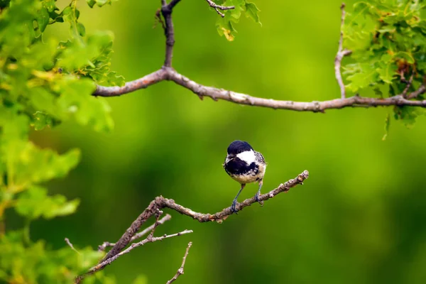 かわいい鳥自然の背景 庭の森の鳥 石炭のティット — ストック写真