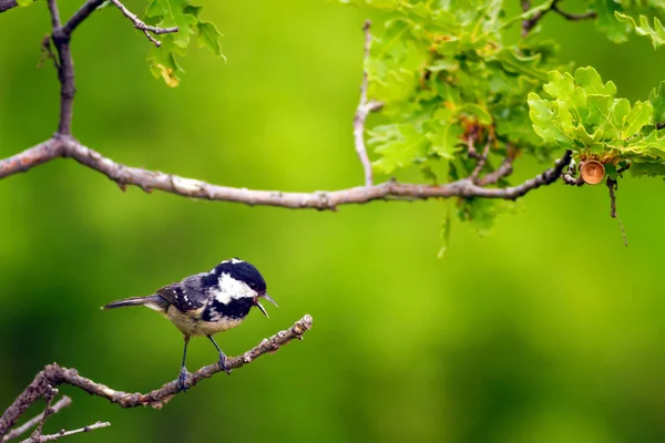 Cute little bird. Nature background. Park, garden forest bird: Coal tit.