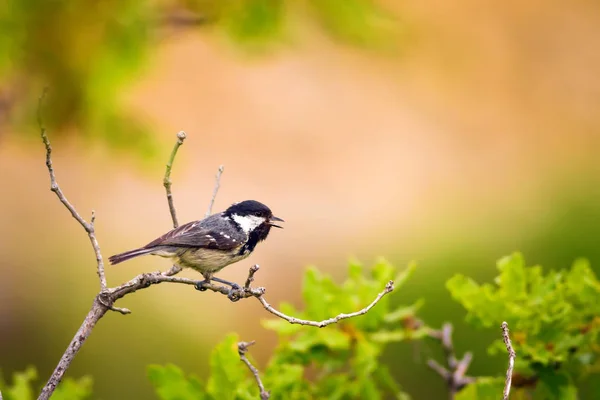 Lindo Pajarito Fondo Naturaleza Parque Jardín Bosque Pájaro Teta Carbón — Foto de Stock