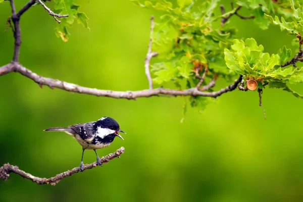 かわいい鳥自然の背景 庭の森の鳥 石炭のティット — ストック写真