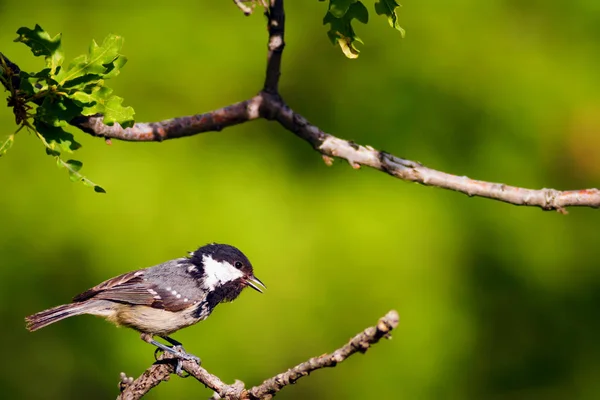 かわいい鳥自然の背景 庭の森の鳥 石炭のティット — ストック写真