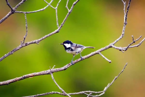 Roztomilá Ptáčku Přírodní Pozadí Park Zahradní Pták Koza Uhlí — Stock fotografie