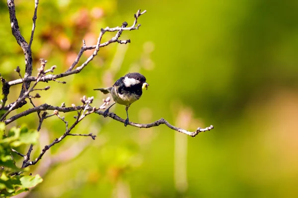 Sevimli küçük kuş. Doğa arka planı. Park, bahçe orman kuşu: Kömür meyonu. 