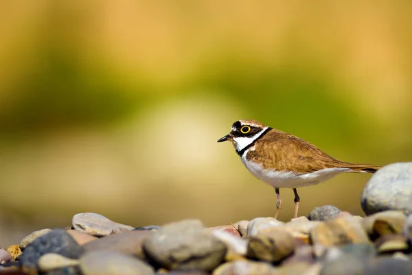 Nature and bird. Cute little water bird. Colorful nature background. Bird: Common Ringed Plover.