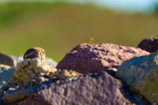 Steinkauz Hintergrund Lebensraum Natur — Stockfoto