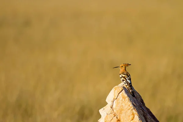 Cute Ptak Hoopoe Żółte Tło Przyrodnicze Kopis Zwyczajny Epoki Upupa — Zdjęcie stockowe