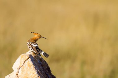 Sevimli kuş çemberi. Sarı doğa arka planı. Avrasya Çemberi. Upupa epops.
