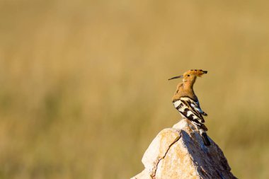 Sevimli kuş çemberi. Sarı doğa arka planı. Avrasya Çemberi. Upupa epops.