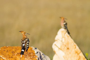 Sevimli kuş çemberi. Sarı doğa arka planı. Avrasya Çemberi. Upupa epops.