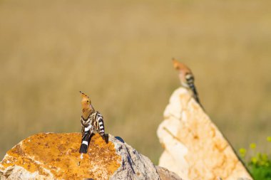 Sevimli kuş çemberi. Sarı doğa arka planı. Avrasya Çemberi. Upupa epops.