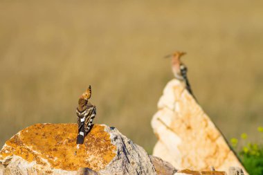 Sevimli kuş çemberi. Sarı doğa arka planı. Avrasya Çemberi. Upupa epops.