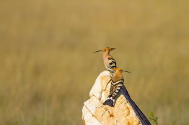 Sevimli kuş çemberi. Sarı doğa arka planı. Avrasya Çemberi. Upupa epops.