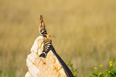Sevimli kuş çemberi. Sarı doğa arka planı. Avrasya Çemberi. Upupa epops.