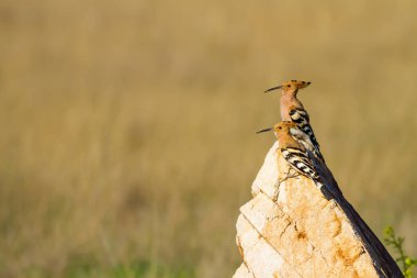 Sevimli kuş çemberi. Sarı doğa arka planı. Avrasya Çemberi. Upupa epops.