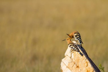 Sevimli kuş çemberi. Sarı doğa arka planı. Avrasya Çemberi. Upupa epops.