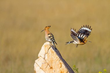 Sevimli kuş çemberi. Sarı doğa arka planı. Avrasya Çemberi. Upupa epops.