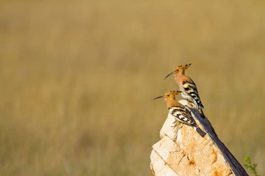 Sevimli kuş çemberi. Sarı doğa arka planı. Avrasya Çemberi. Upupa epops.